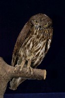 藏品(褐鷹鴞)的圖片